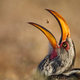 A Southern Yellow Hornbill gobbles down termite snacks, in the Kgalagadi Transfrontier Park, South Africa.